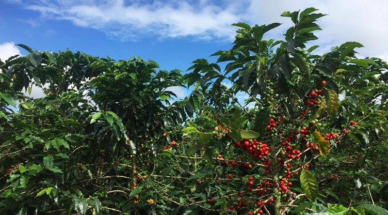 Colombian Coffee