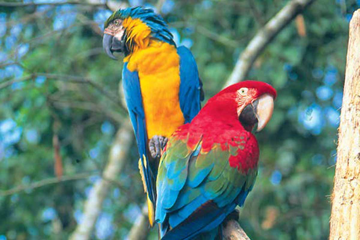 Macaws
