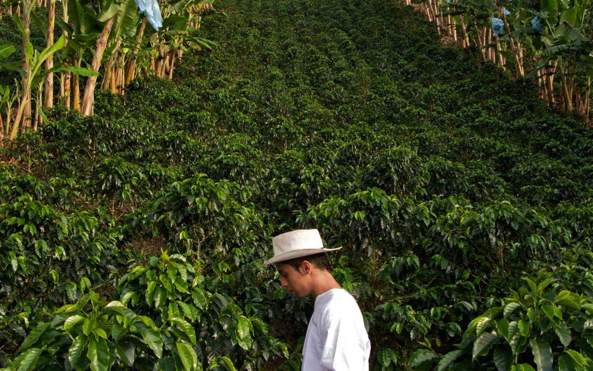 Coffee Farm